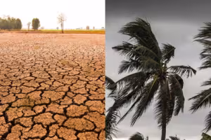 Coconut Price Surge: Weather, Global Tensions, and Supply Chain Impacts Explained
