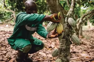 Nestlé cocoa innovation, sustainable chocolate, cocoa fruit yield, eco-friendly chocolate, chocolate production, cocoa farming, climate change and chocolate