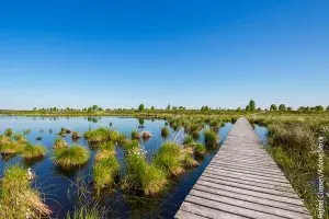 Sustainable Gardening: Why Ditching Peat is Essential for Our Planet