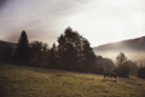 The small Swiss chocolate factory that makes great chocolates