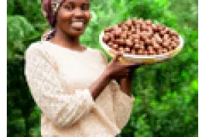 LIMBUA MACADAMIA NUTS: HARD OUTSIDE - FAIR INSIDE