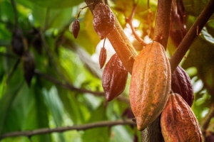 Barry Callebaut Unveils Roadmap to Achieve Net-Zero Emissions by 2050