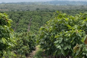 Barry Callebaut establishes Farm of the Future to power cocoa farming research and innovation