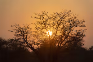 Botswana’s Wild South: Why the Tuli Block Belongs on Your 2026 Safari Bucket List