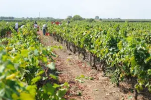 Discover the Heart of Italian Winemaking: Jorche Winery