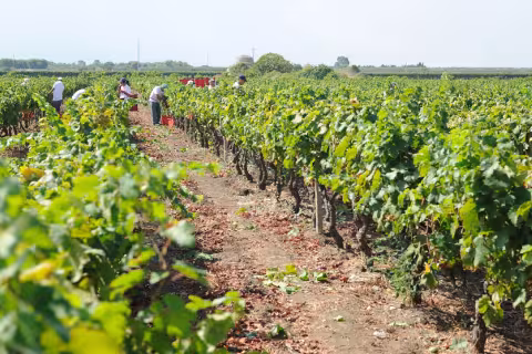 Discover the Heart of Italian Winemaking: Jorche Winery