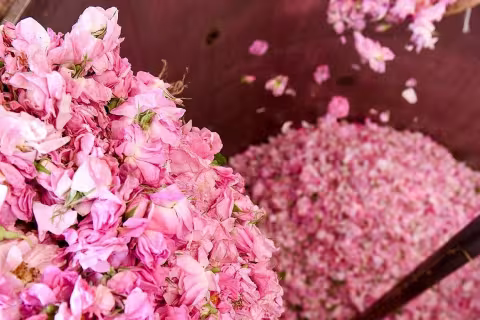 Weleda: Harnessing the Power of Nature for Holistic Beauty and Wellness
