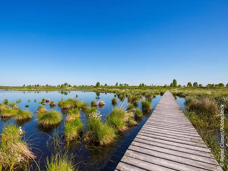Sustainable Gardening: Why Ditching Peat is Essential for Our Planet