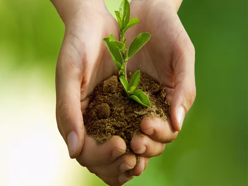 What Gardeners Should Know Before Buying Potting Soil: A Consumer Guide to Quality Testing