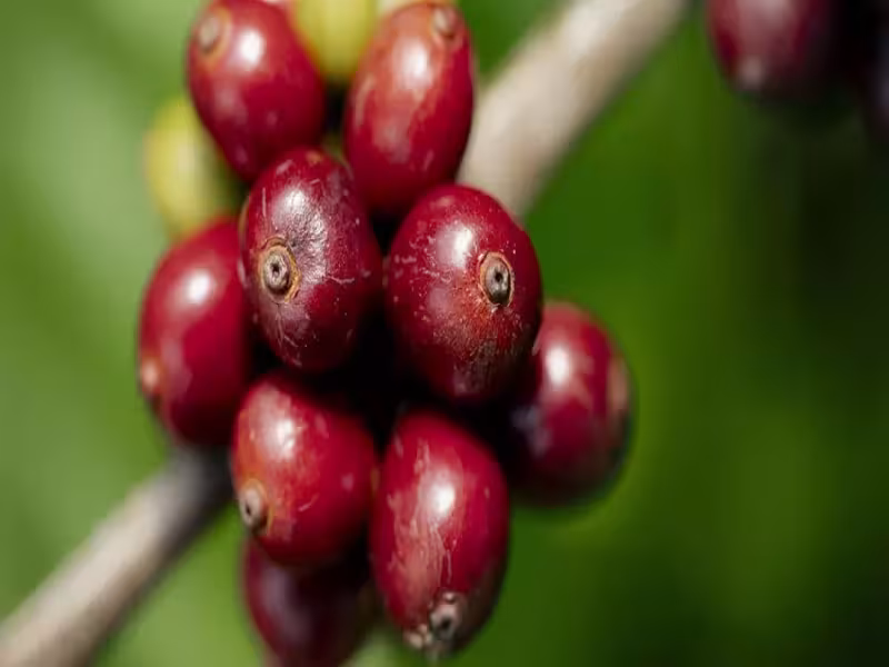 Nescafé Exceeds 2025 Goal for Regenerative Coffee Farming, Empowering Farmers and the Planet