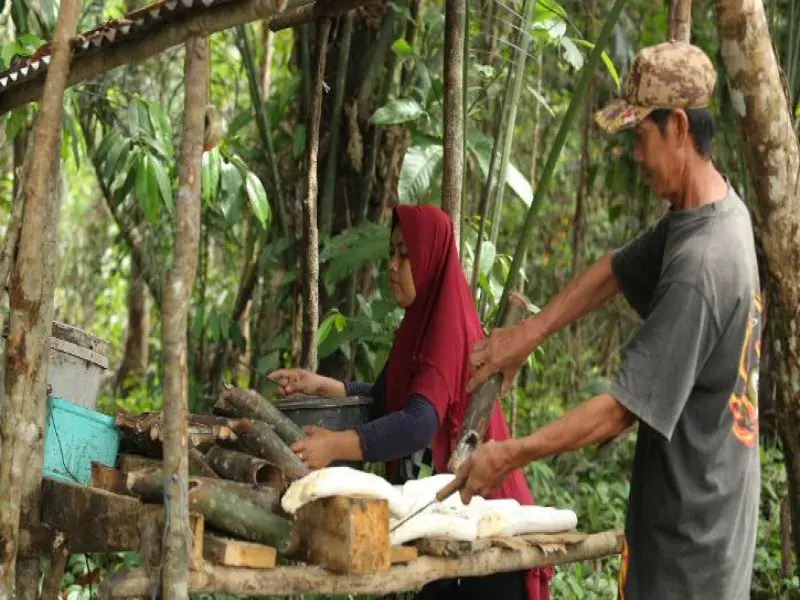 Continental Expands Natural Rubber Sustainability Project to Empower More Farmers by 2027