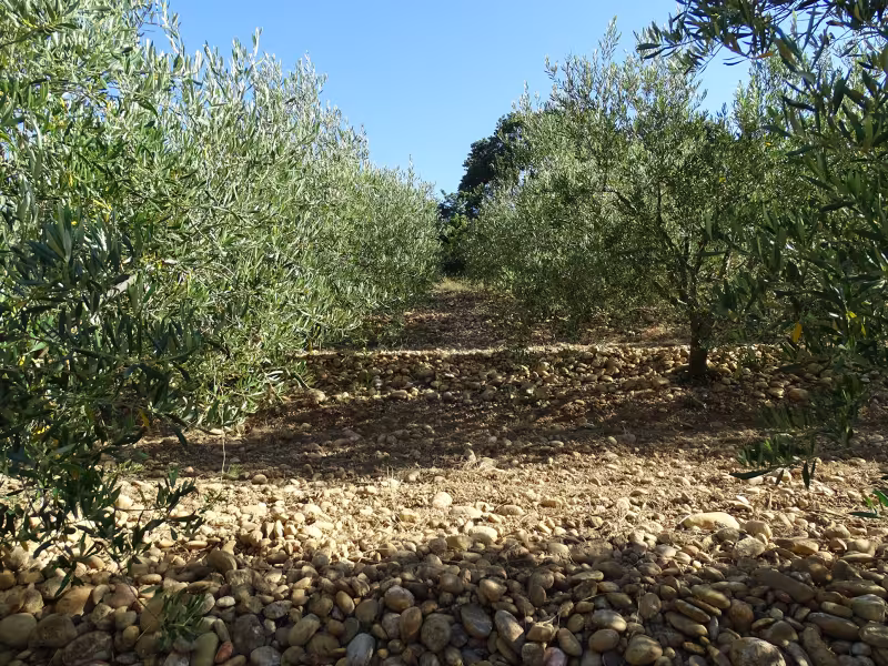 PDO olive oils for the first time at Anuga