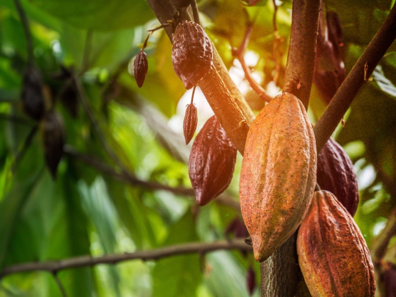 Barry Callebaut Unveils Roadmap to Achieve Net-Zero Emissions by 2050