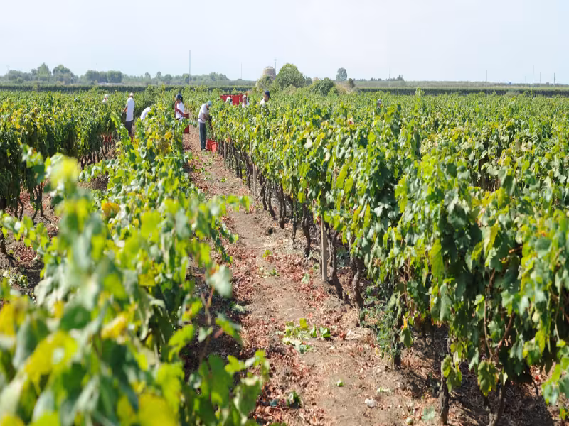 Discover the Heart of Italian Winemaking: Jorche Winery