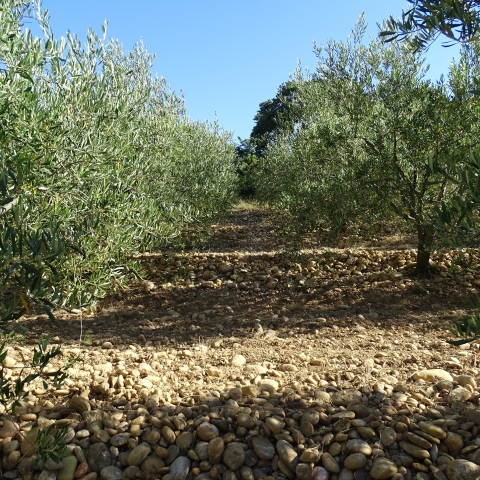PDO olive oils for the first time at Anuga