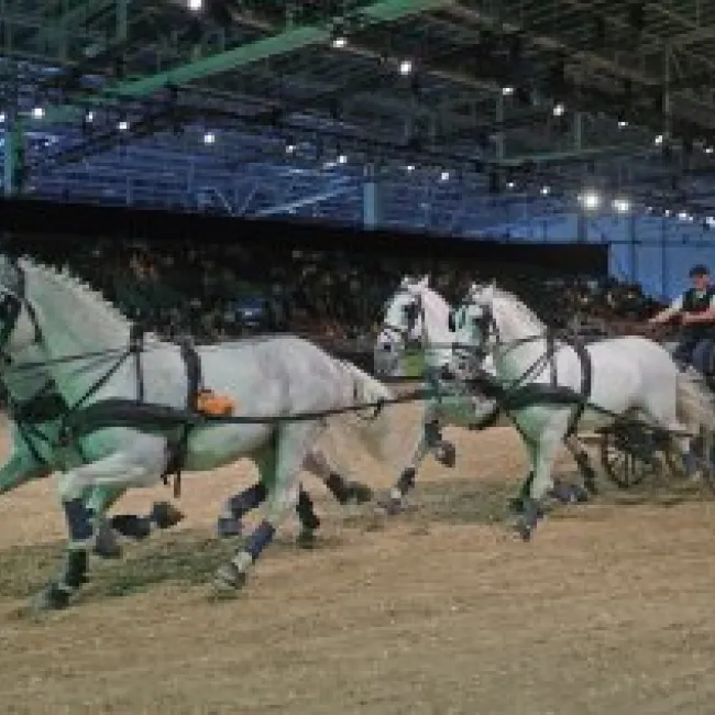 Equitana 2023 - new date for the World Equestrian Show