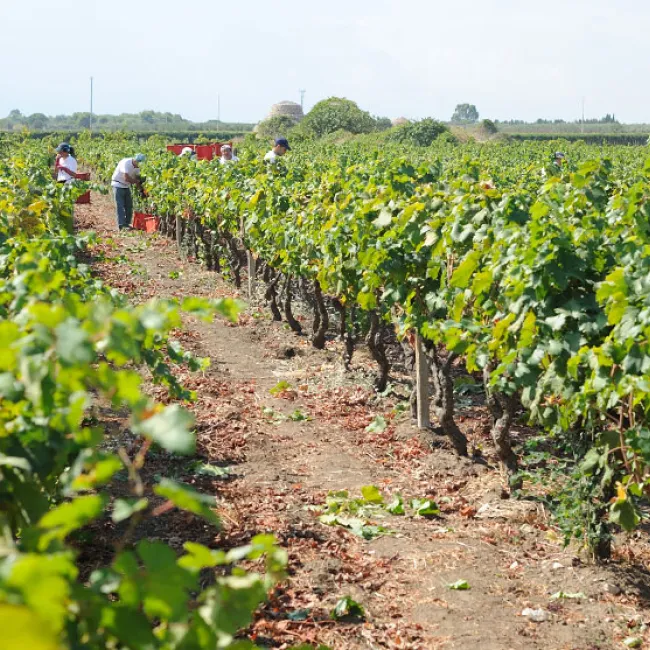 Discover the Heart of Italian Winemaking: Jorche Winery
