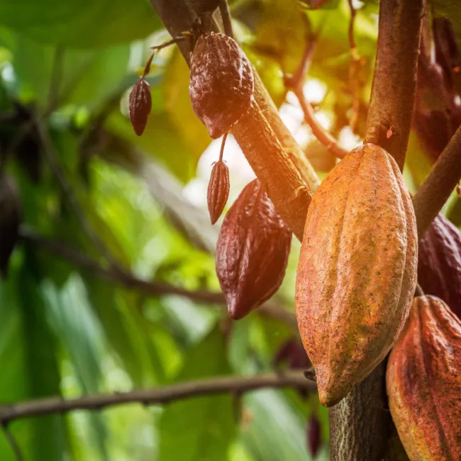 Barry Callebaut Unveils Roadmap to Achieve Net-Zero Emissions by 2050