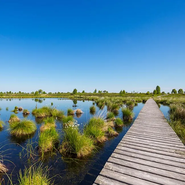 Sustainable Gardening: Why Ditching Peat is Essential for Our Planet