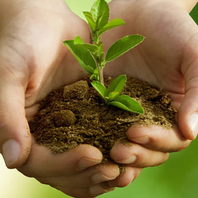 What Gardeners Should Know Before Buying Potting Soil: A Consumer Guide to Quality Testing