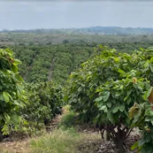 Barry Callebaut establishes Farm of the Future to power cocoa farming research and innovation