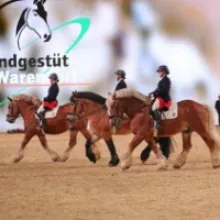 EQUITANA 2023: Sport and breeding, show and shopping