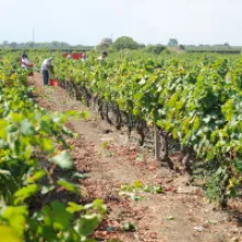 Discover the Heart of Italian Winemaking: Jorche Winery