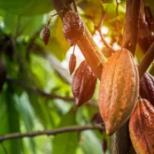 Barry Callebaut Unveils Roadmap to Achieve Net-Zero Emissions by 2050