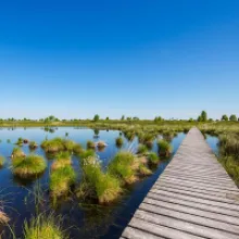 Sustainable Gardening: Why Ditching Peat is Essential for Our Planet