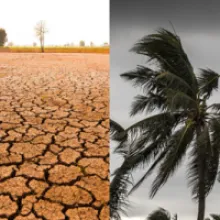 Coconut Price Surge: Weather, Global Tensions, and Supply Chain Impacts Explained